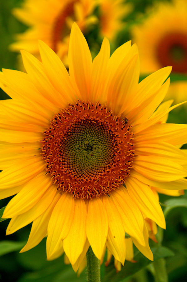 A Sunflower Photograph by Caroline Stella