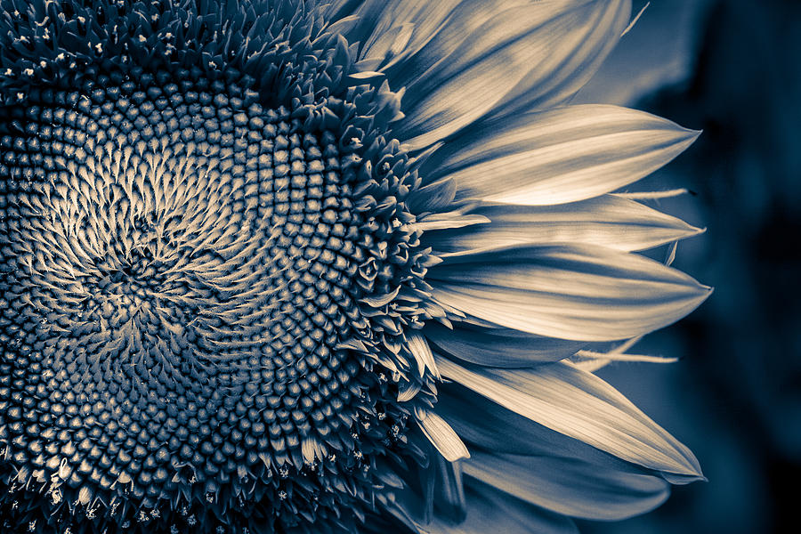 Sunflower Photograph - A Sunflower Dream by Isabel Laurent