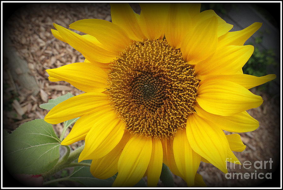 Sunflower Photograph -  October Sunflower by Dora Sofia Caputo