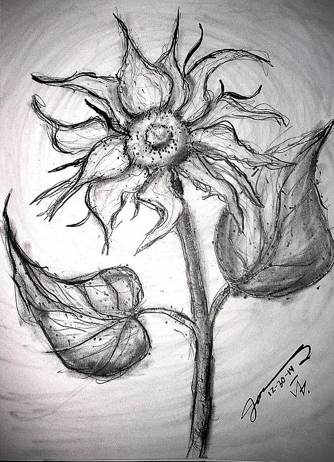 Graphite Pencil Drawing - A Sunflower by Jose A Gonzalez Jr