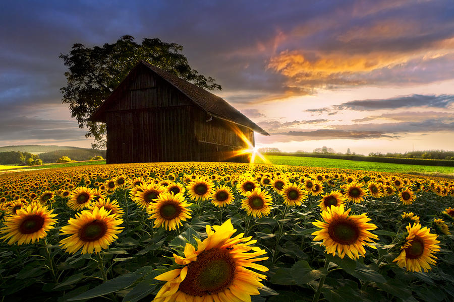 A Sunflower Moment Photograph by Debra and Dave Vanderlaan