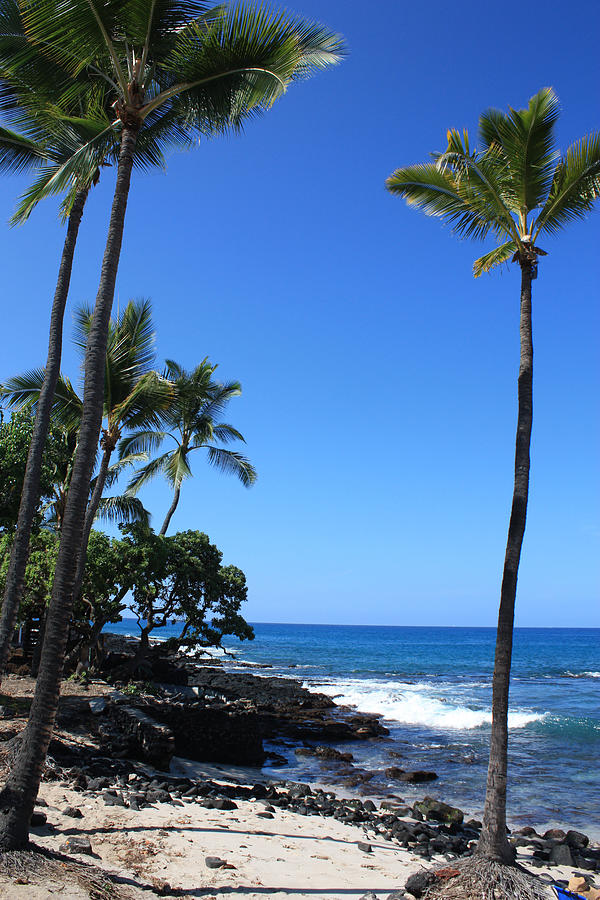 A Sunny Hawaiian Day Photograph by Karen Nicholson