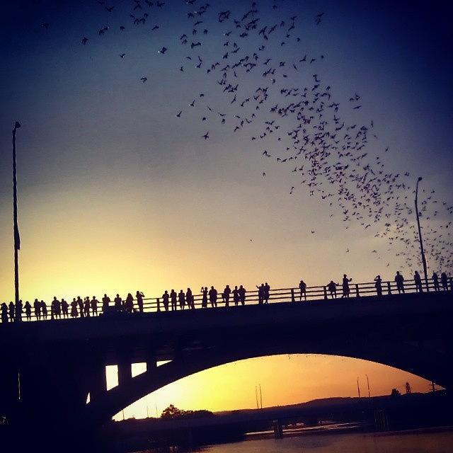 Batman Movie Photograph - A Sunset and Hundreds Of Thousands Of Bats by Rebecca Kowalczik