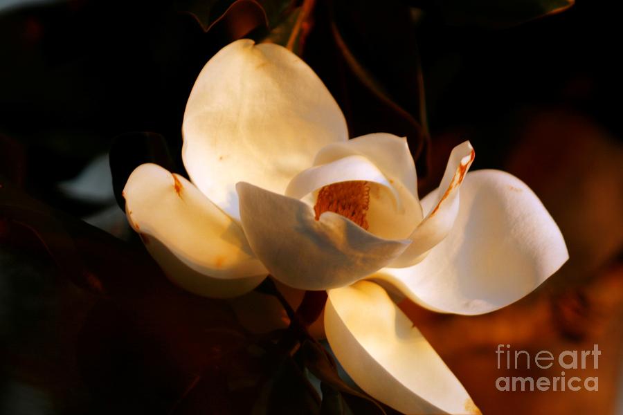 A Sunset Caressed Magnolia Flower Photograph by John Harmon