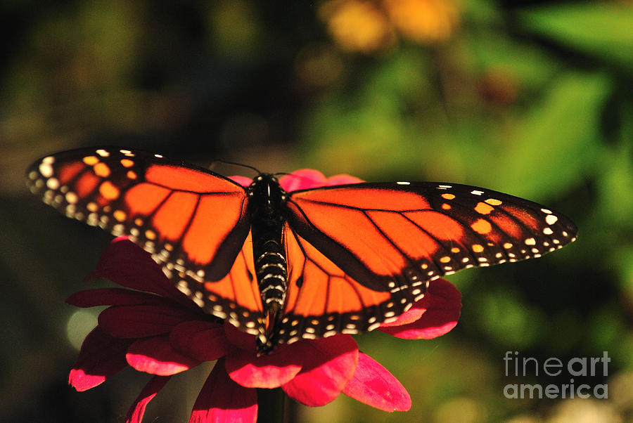 A Super Monarch Butterfly Photograph by Jose Sandoval