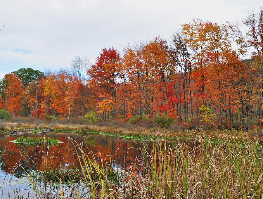 A Swamp In Dorrance Photograph by Joseph Kubic - Fine Art America