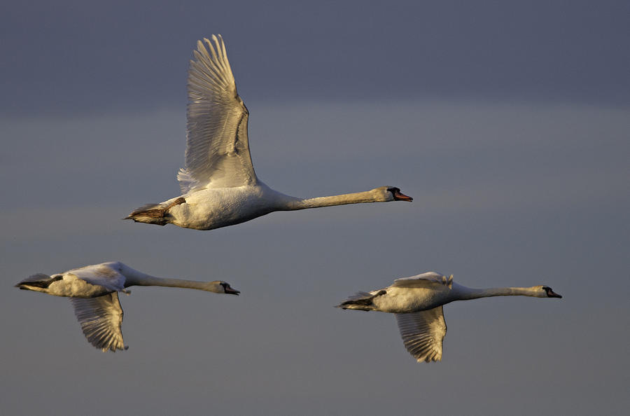 A Swan Fly By Photograph by Gerald DeBoer