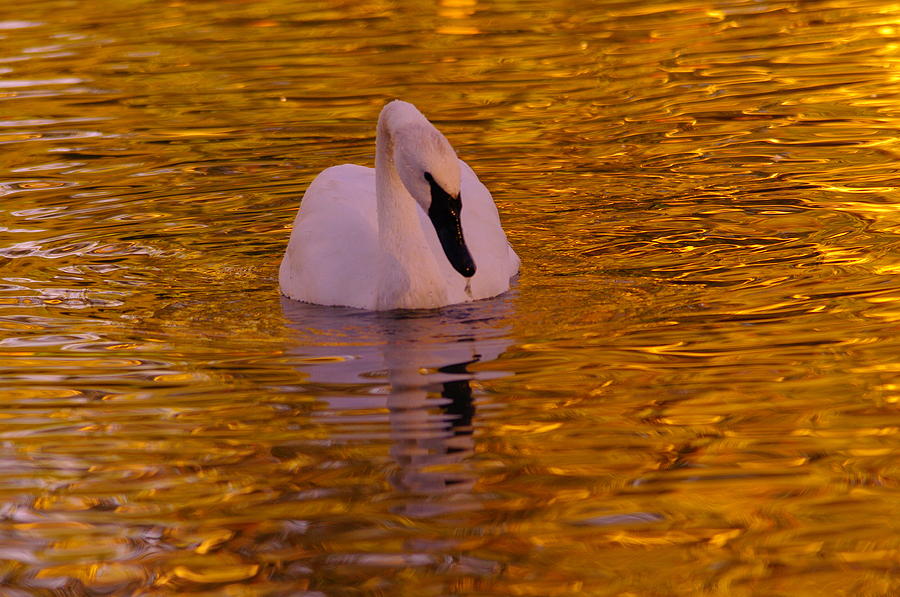 Swan Photograph - A Swan on Golden Waters by Jeff Swan
