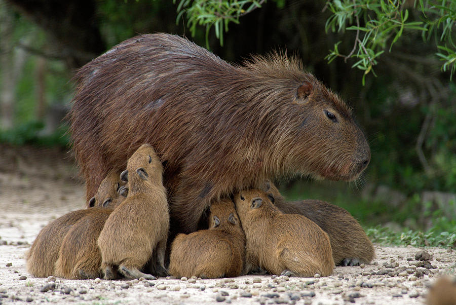 Baby Capybaras