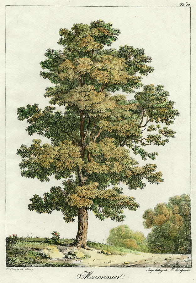 sweet chestnut tree