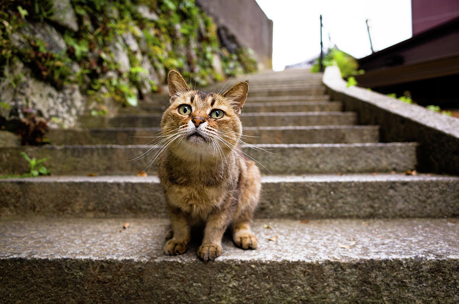 A Tabby Cat Sitting On The Steps Photograph by Marser
