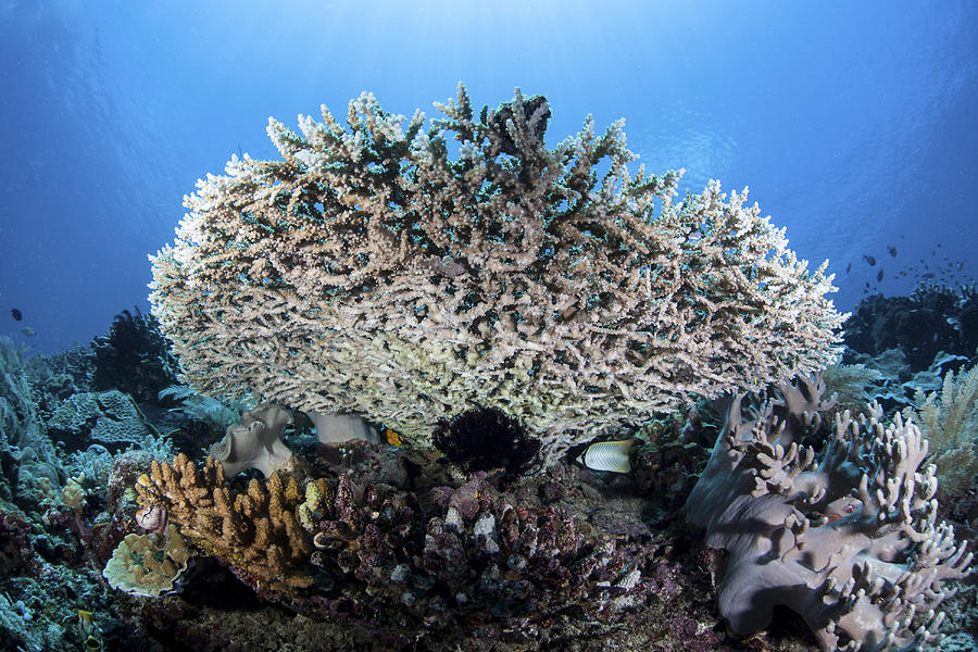 A Table Coral Grows On A Beautiful Reef Photograph by Ethan Daniels