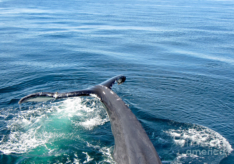A Tail of a Whale Photograph by Bette Phelan