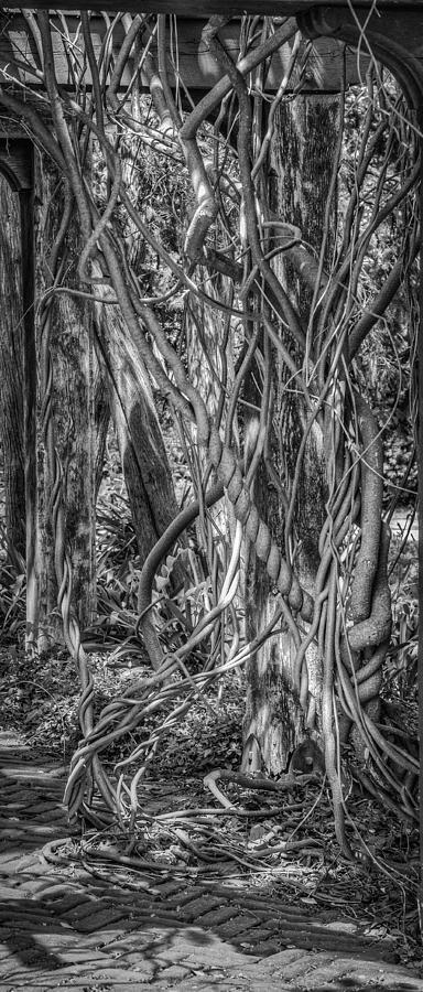 A Tangle Of Vines Photograph by Thomas Young