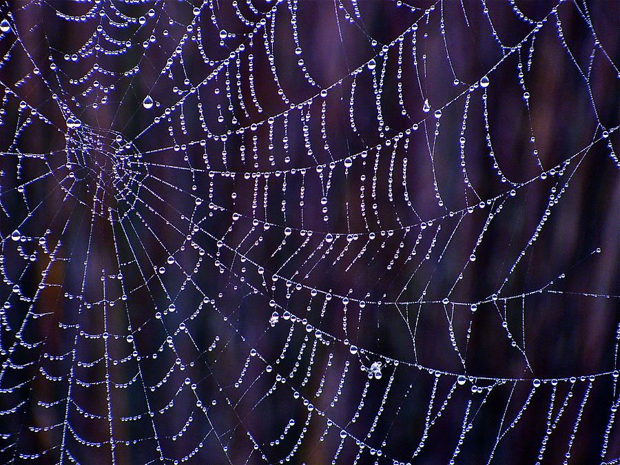 A Tangled Web Photograph by Jody Partin
