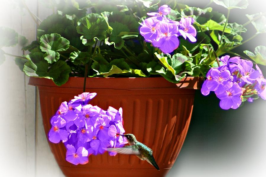 A Taste Of Geraniums Photograph by Barbara S Nickerson