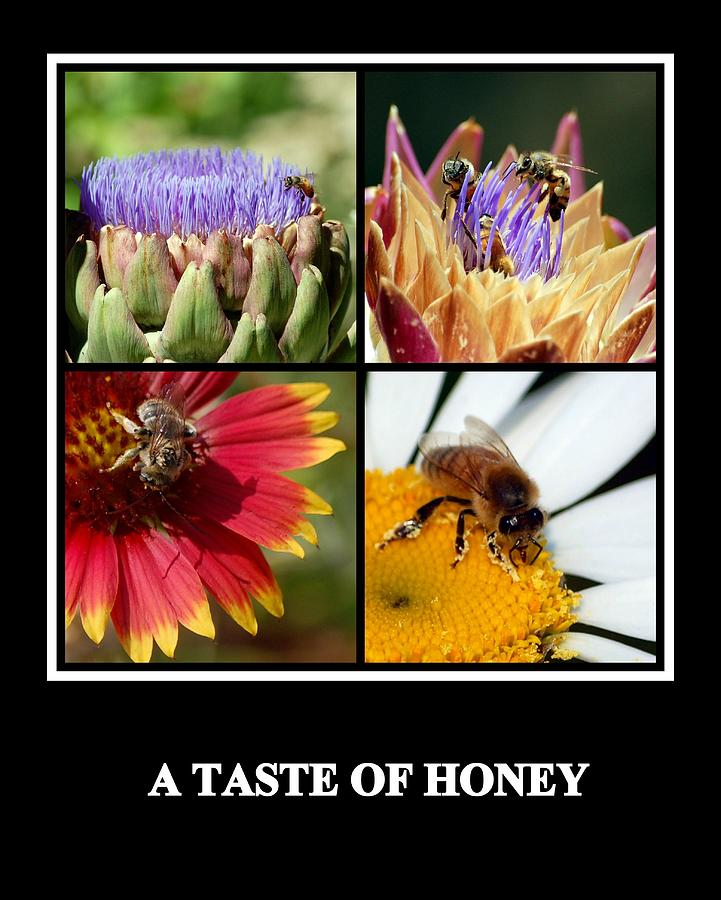 A Taste of Honey Photograph by AJ  Schibig