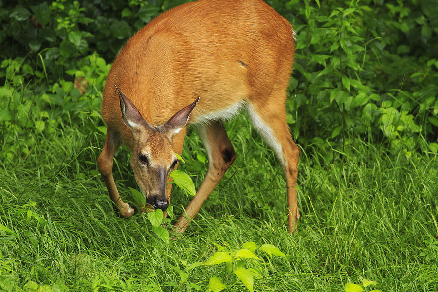 Deer Photograph - A Taste Of Nature by Karol Livote