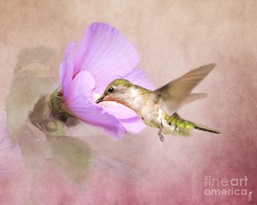 A Taste of Nectar Photograph by Jai Johnson