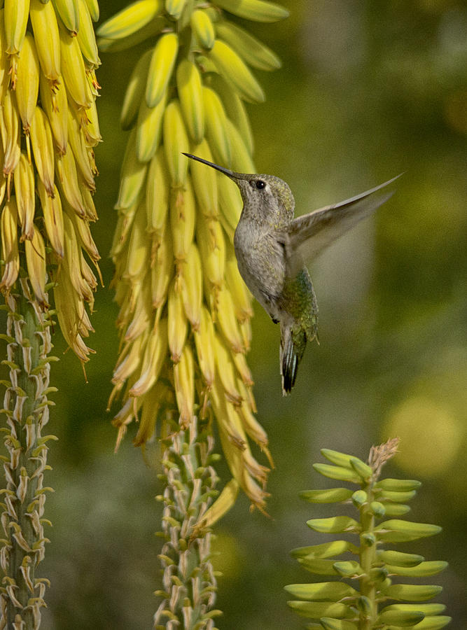 Hummingbird Photograph - A Taste of Spring  by Saija Lehtonen