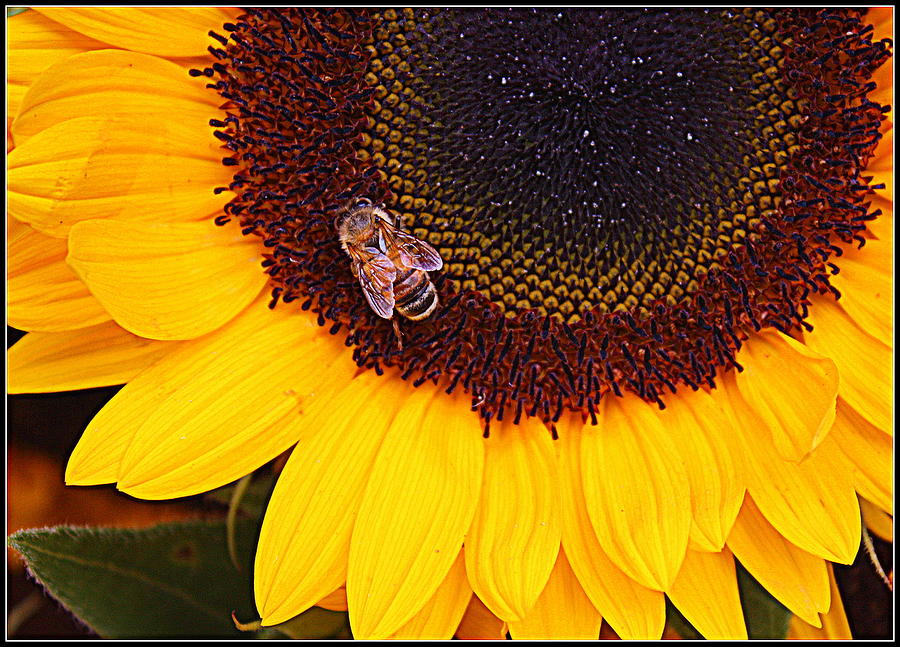 A Taste of Sunshine - Sunflower Photograph by Dora Sofia Caputo