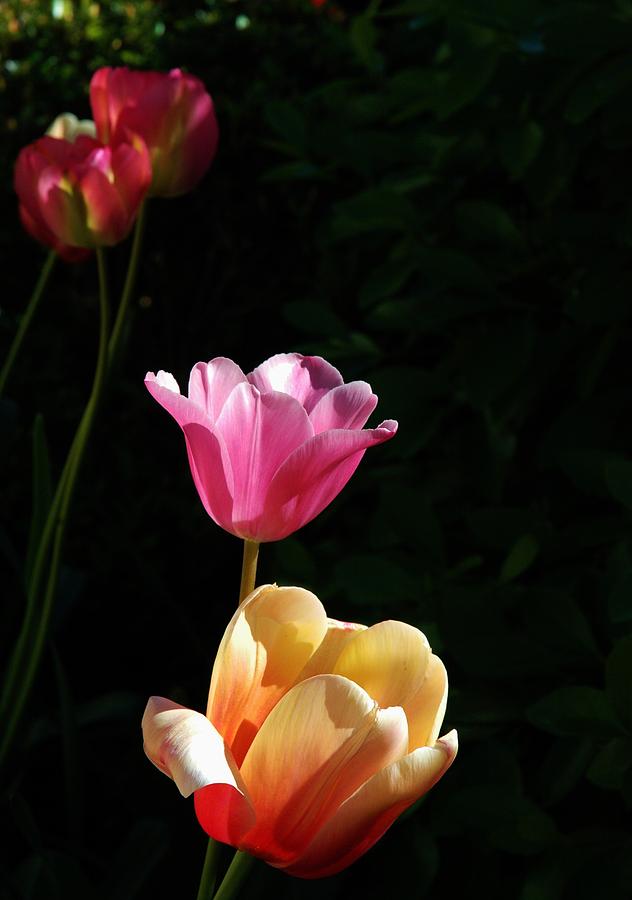 A Taste of Tulips  Photograph by Jeannie Allerton