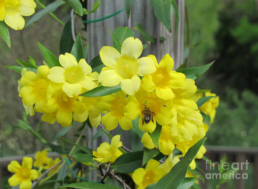 A Taste Of Yellow Photograph by Arlene Carmel