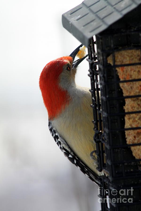 A Tasty Morsel Photograph by Rick Rauzi - Fine Art America