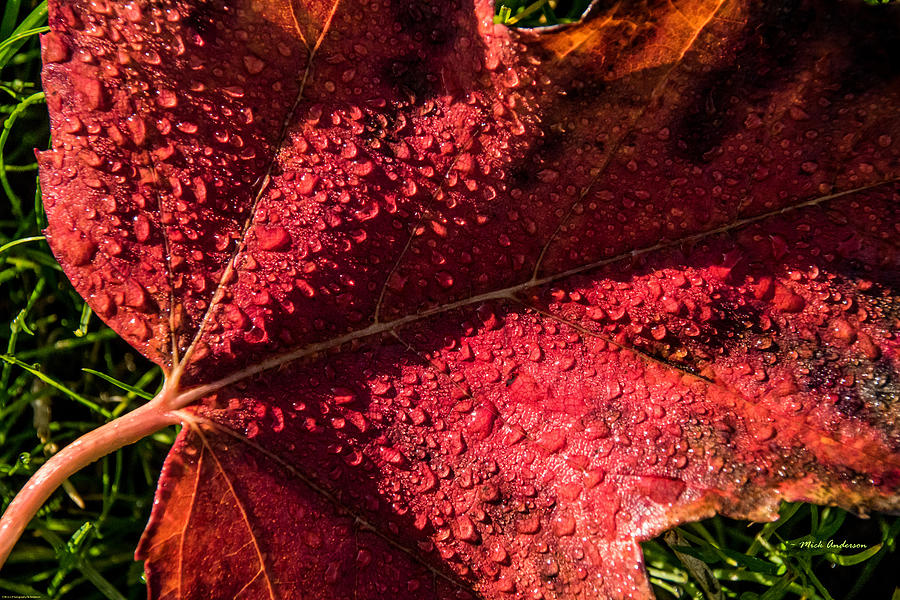A Tearful Leaf Photograph by Mick Anderson