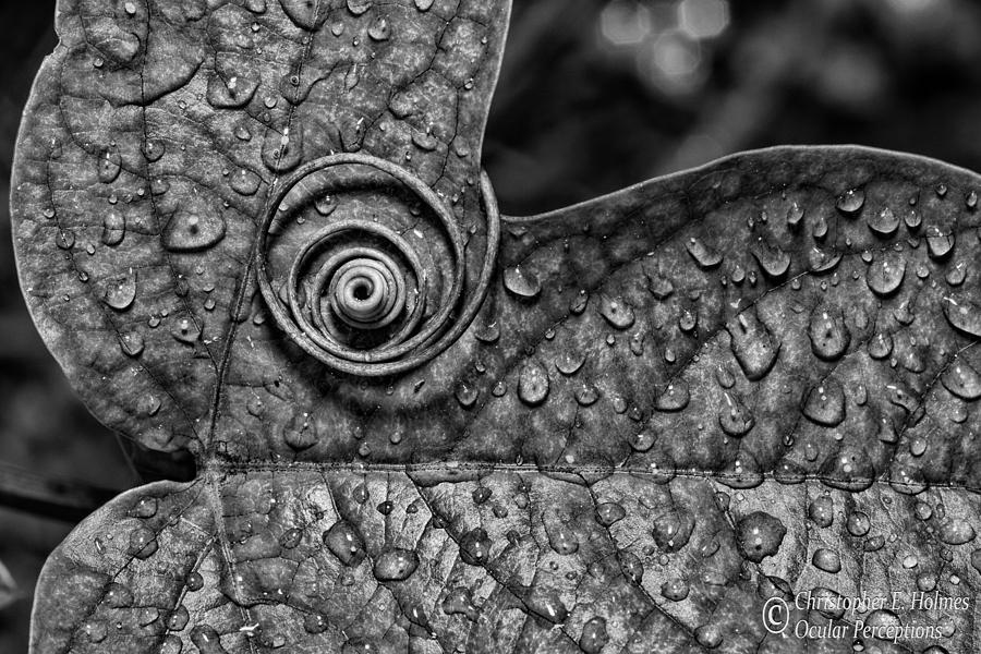 Nature Photograph - A Tendril Coil - BW by Christopher Holmes