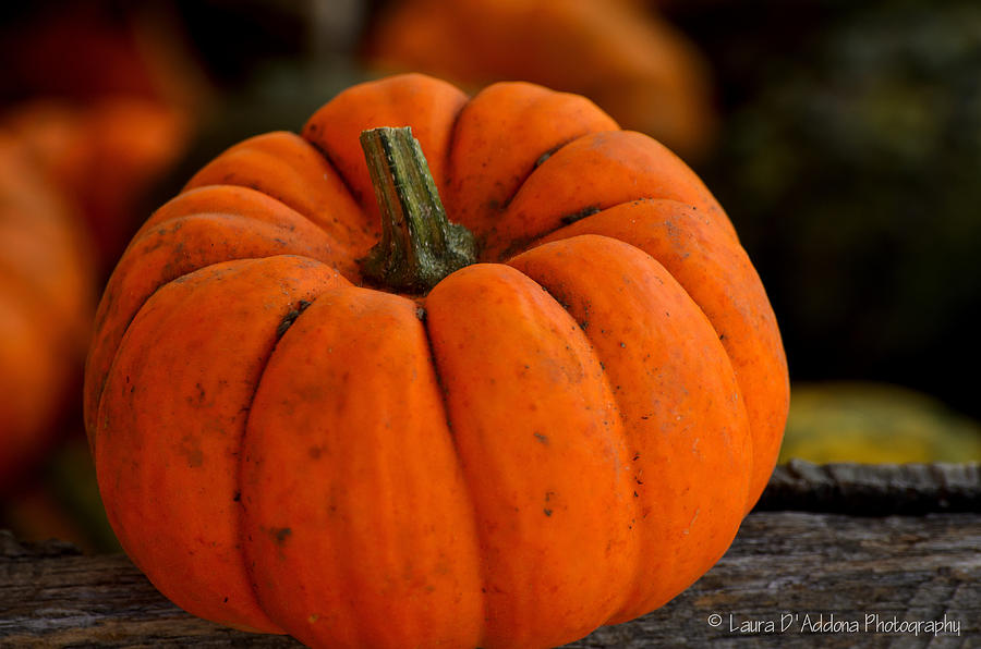 A Thanksgiving Pumpkin Photograph By Laura Daddona - Fine Art America