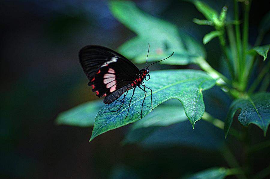 Butterfly Photograph - A thing of beauty by Chris Mcmannes