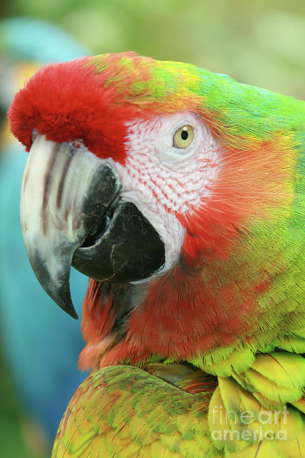 Macaw Photograph - A Thing of Beauty is a Joy Forever by Sharon Mau
