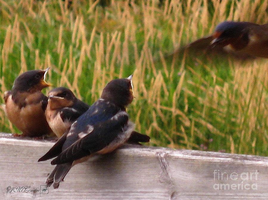 Swallow Painting - A Third Baby Barn Swallow Has Joined the Lunch Crowd by J McCombie