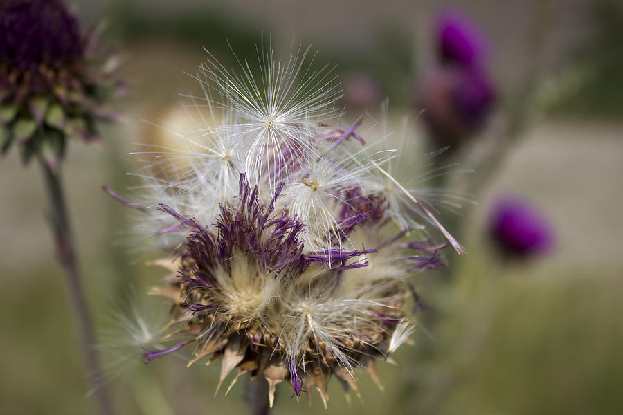 A thistle gone to seed Photograph by Cathy Anderson