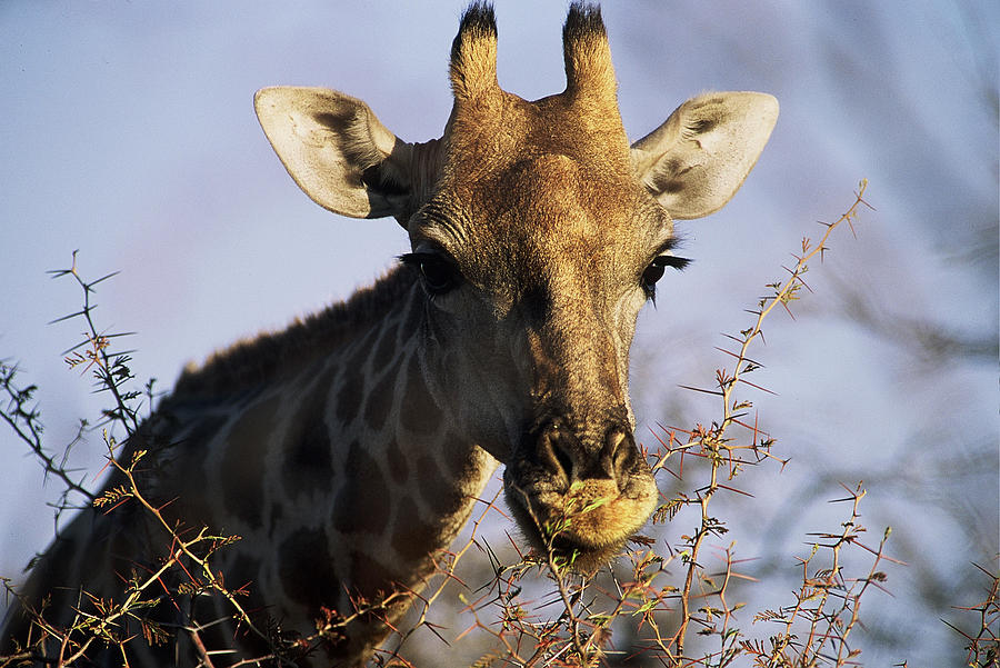 Wildlife Photograph - A Thorny Situation by Stefan Carpenter