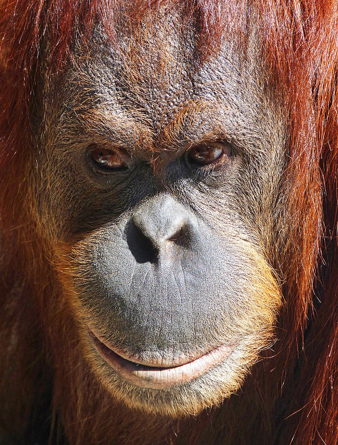 Orangutan Photograph - A Thoughtful Orangutan by Margaret Saheed