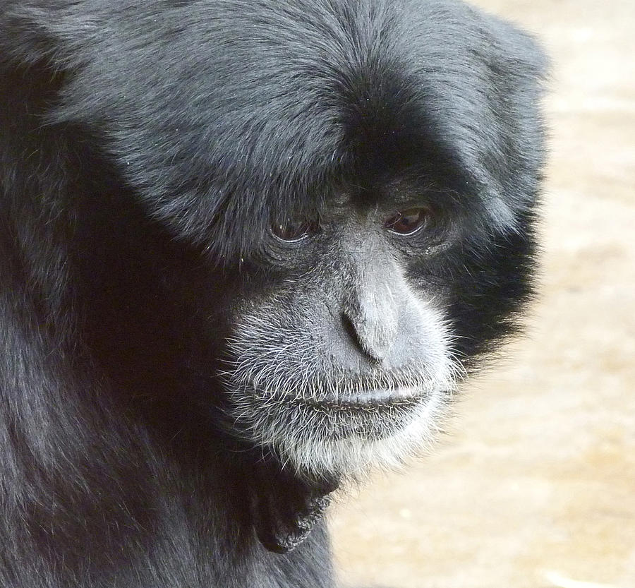 A Thoughtful Siamang Photograph by Margaret Saheed