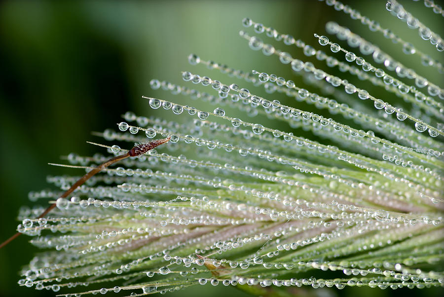 A Thousand Diamonds - Tiny Iced Water Drops Hang Of A Pine Leave Photograph by Pedro Cardona Llambias