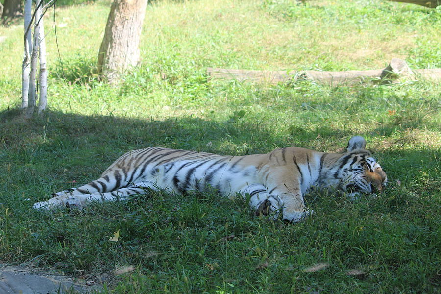 A tiger sleeps in the shade Photograph by Denise Cicchella
