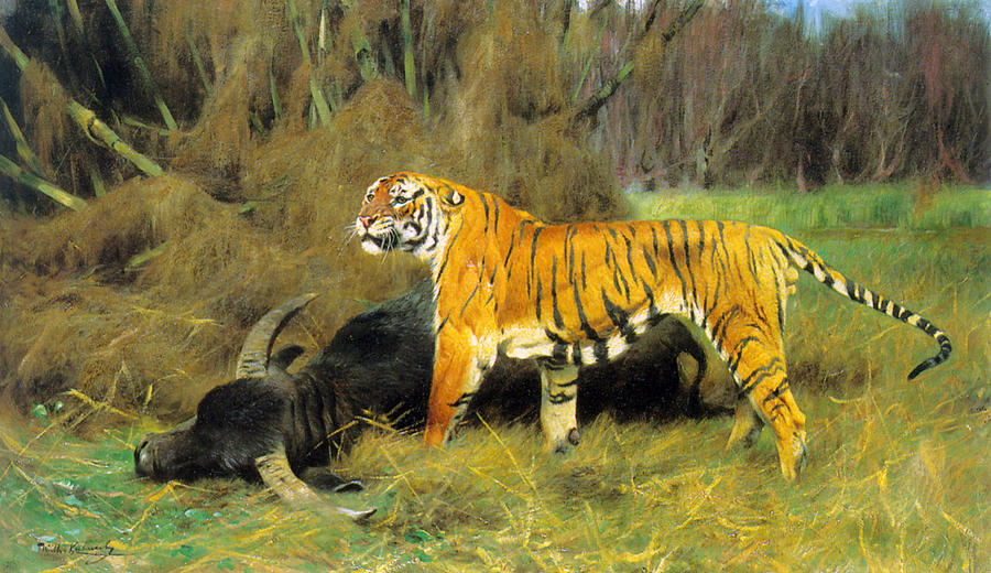 tiger hunting prey