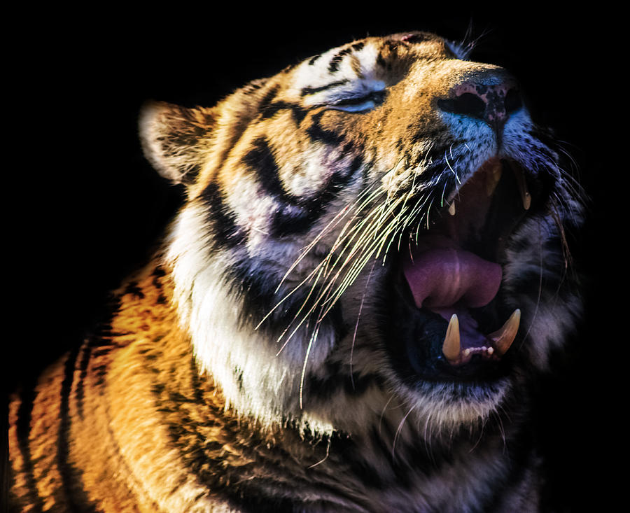 Tiger Photograph - A Tigers Roar by Martin Newman