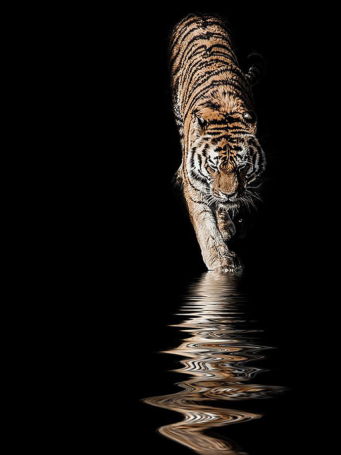 Wildlife Photograph - A time to reflect by Paul Neville