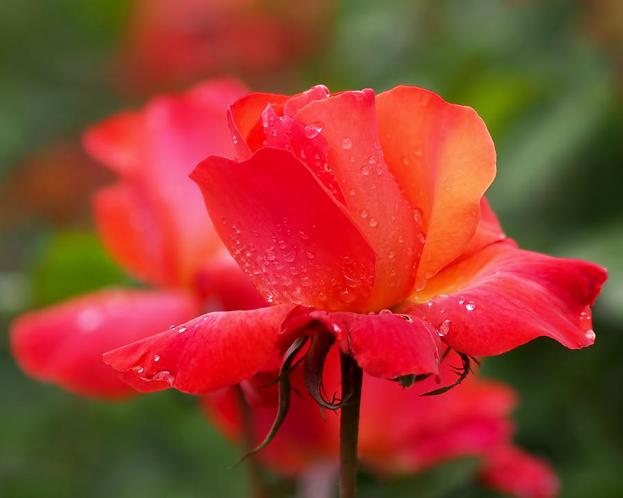 A Tintinara Rose in the Rain Photograph by Rona Black