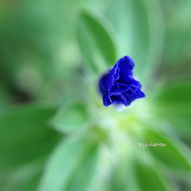 A Tiny Blue Flower Bud In My Garden Photograph by Sylvia Martinez