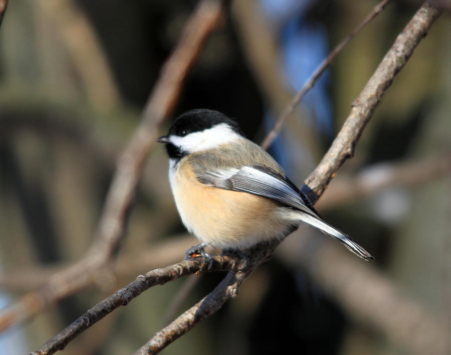 A Tiny Chickadee Puffball Photograph by Cathy Beharriell