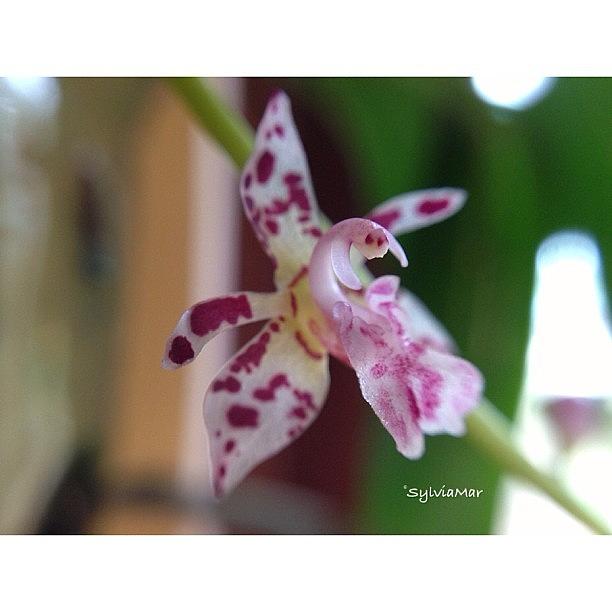 A Tiny Flower Of My Thecostele Alata Photograph by Sylvia Martinez