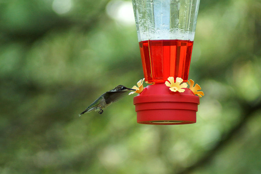 Raptors Photograph - A Tiny Little Ruby-Throated Hummingbirds by Kim Pate