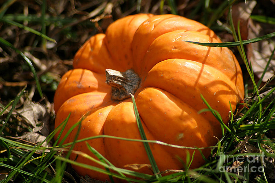 A Tiny Pumpkin In The Grass Photograph by Living Color Photography Lorraine Lynch