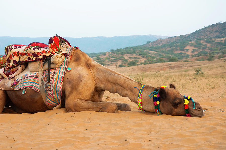 Animal Photograph - A Tired Camel, Pushkar, Rajasthan, India by Inger Hogstrom